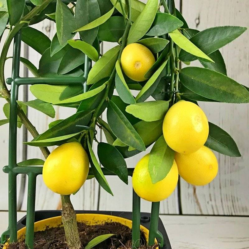 Описание сорта лимона лунарио - мини ферма во дворе