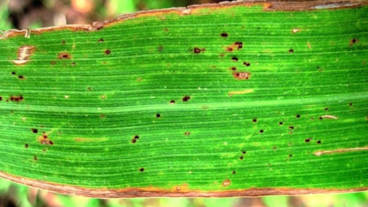 ✅ болезни и вредители кукурузы: меры борьбы с ними, фото и описание - tehnoyug.com