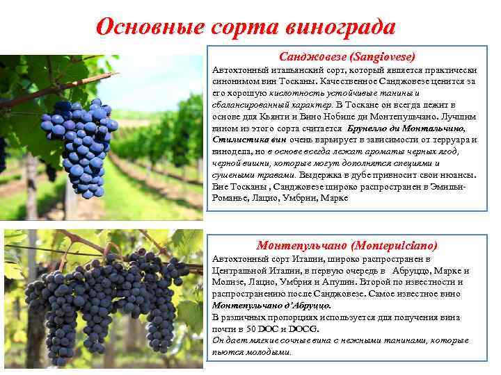 Гарантия качества и вкуса – виноград дженеева