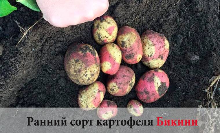 Картофель – полезные свойства, состав и противопоказания