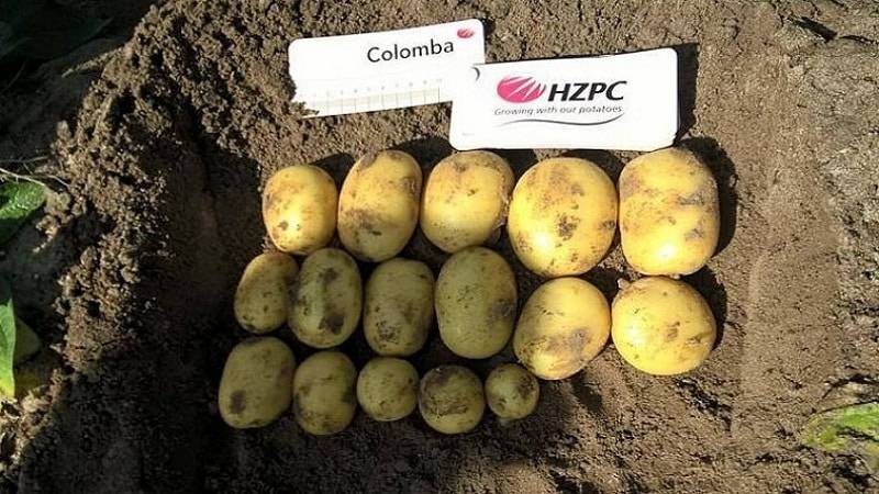 Описание и характеристика сорта картофеля Коломбо, правила посадки и уход