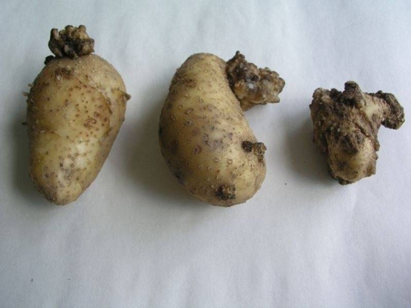 Рак картофеля: симптомы, фото, профилактика - сельхозобзор.ру