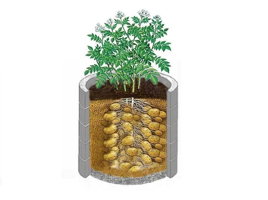 Выращивание картофеля в мешках: технология