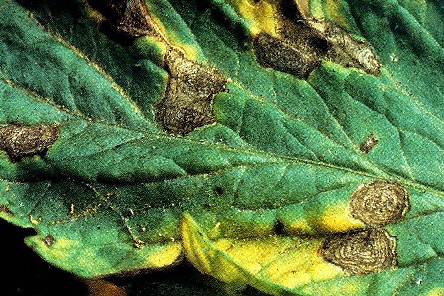 Болезни листьев у помидоров: описания с фото и способы лечения