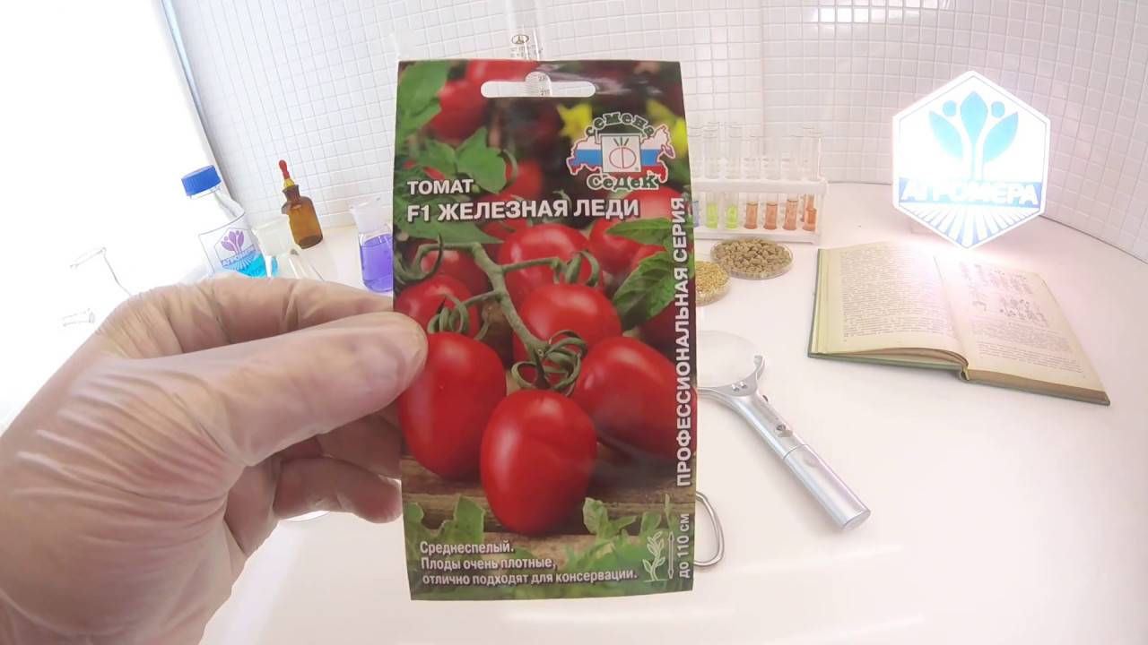 Томат шеди леди f1: описание и характеристика куста, фото помидоров, отзывы об урожайности сорта