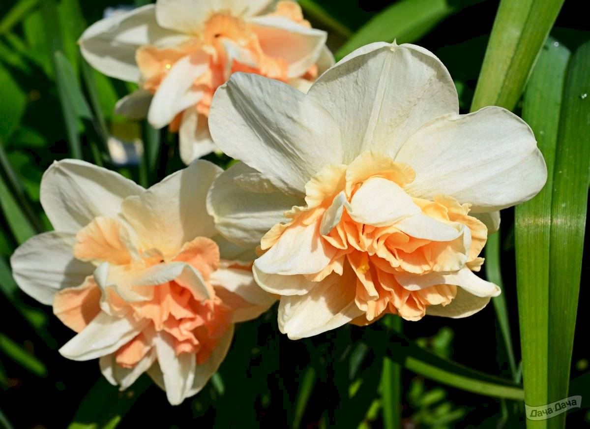 Нарциссы: фото цветения, описание, виды, посадка цветка, уход в открытом грунте, обзор групп и сортов, условия выращивания