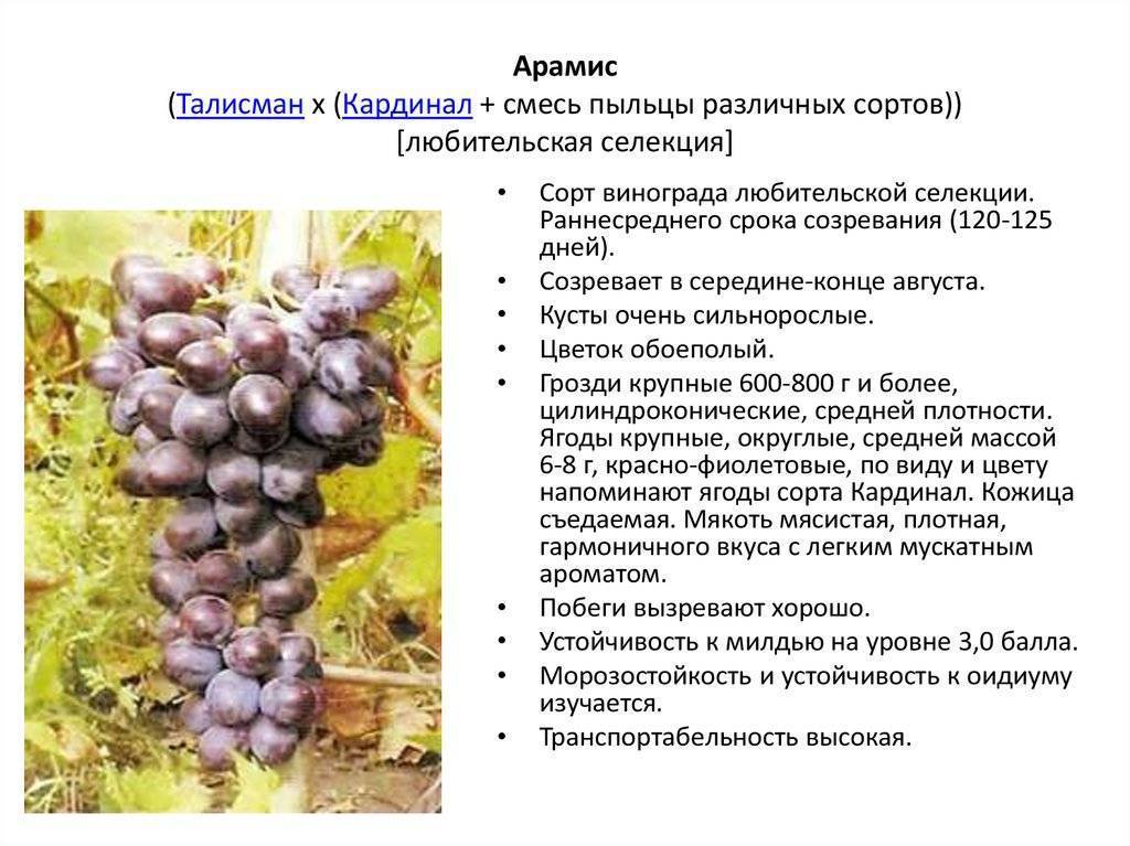 Сорт винограда памяти учителя: характеристика и описание с фото