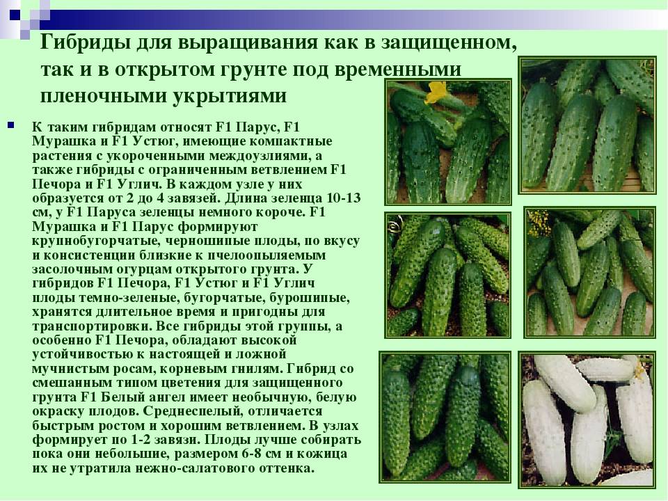 Выращивание огурцов в открытом грунте в ленинградской области: сроки и сорта