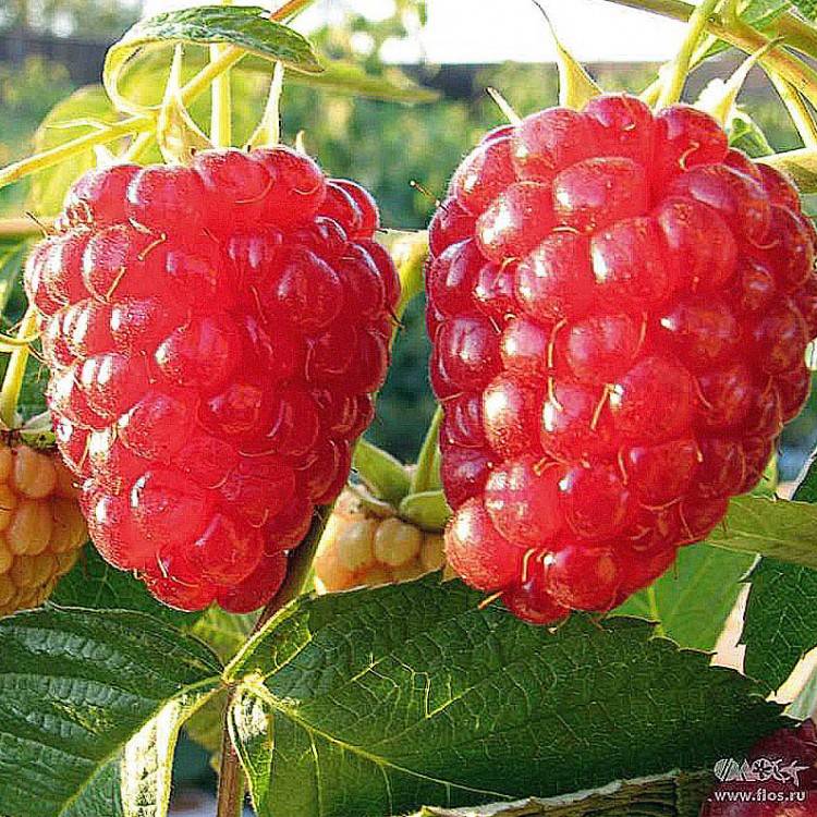 Малина геракл: история, описание, урожайность, характеристики ягод + особенности выращивания и ухода, отзывы садоводов