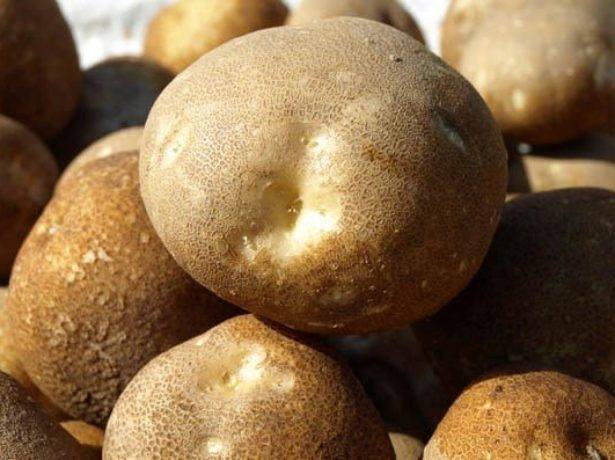 Сорт картошки киви: описание сорта, фото, отзывы дачников