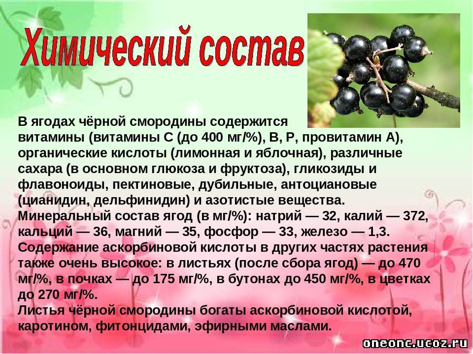 Красная смородина: польза и вред для здоровья, свойства, калорийность | zaslonovgrad.ru