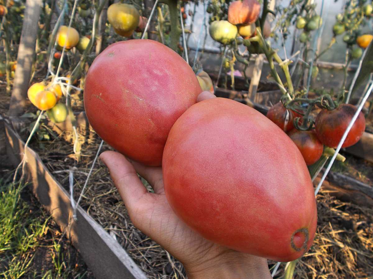 Сорта розовых томатов орлиный клюв и орлиное сердце