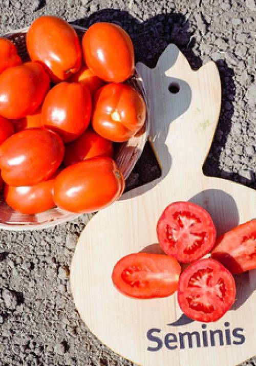 Таблицы характеристик сортов томатов. сорта томатов по способу выращивания, по типу роста, срокам созревания — ботаничка