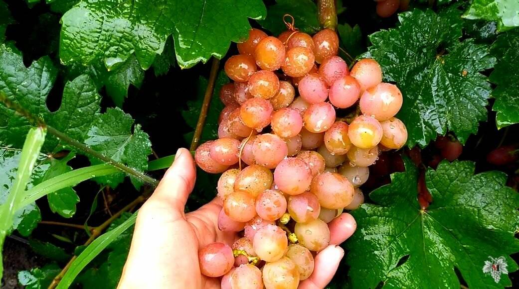 Описание винограда сорта гелиос, правила выращивания и ухода