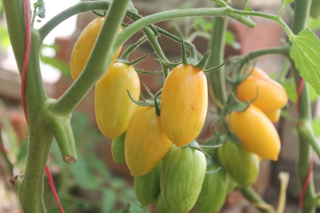 Универсальные в использовании и легкие в уходе миниатюрные томаты «медовые пальчики»: выращиваем с умом