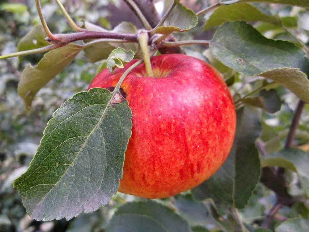 Яблоня коричное полосатое: описание сорта с фото
