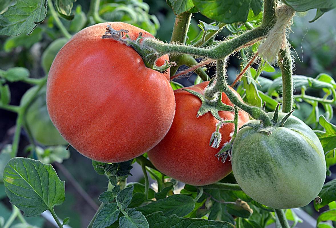 Топ-30 лучших сортов штамбовых томатов