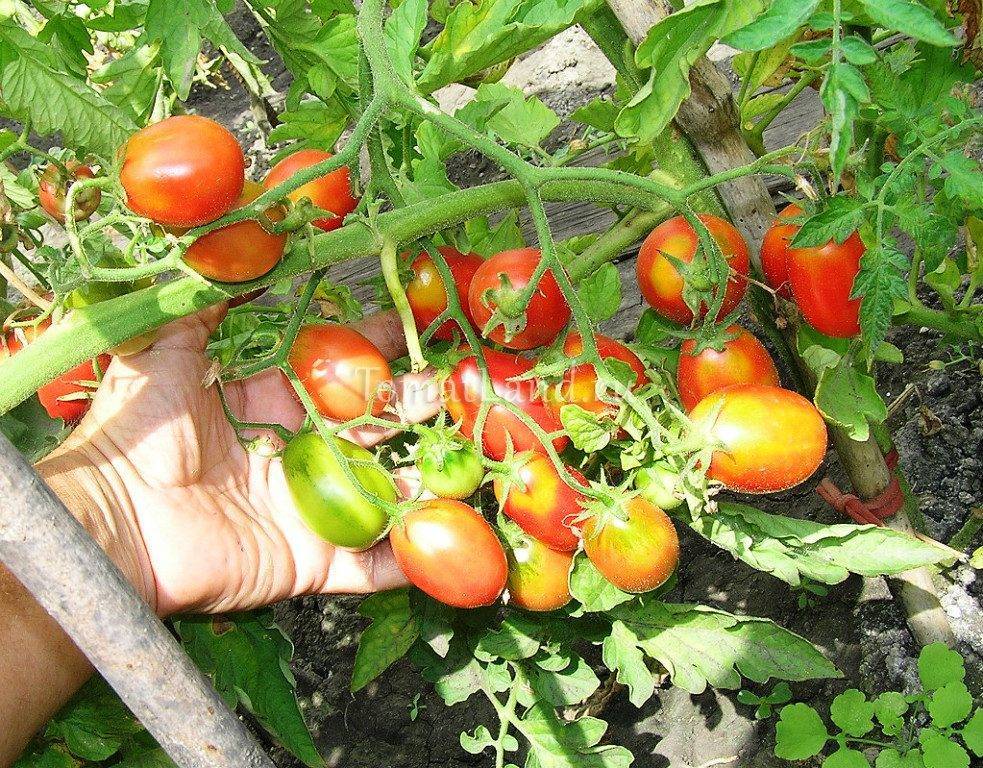 Описание сорта томата санька – отзывы и характеристика, урожайность, фото