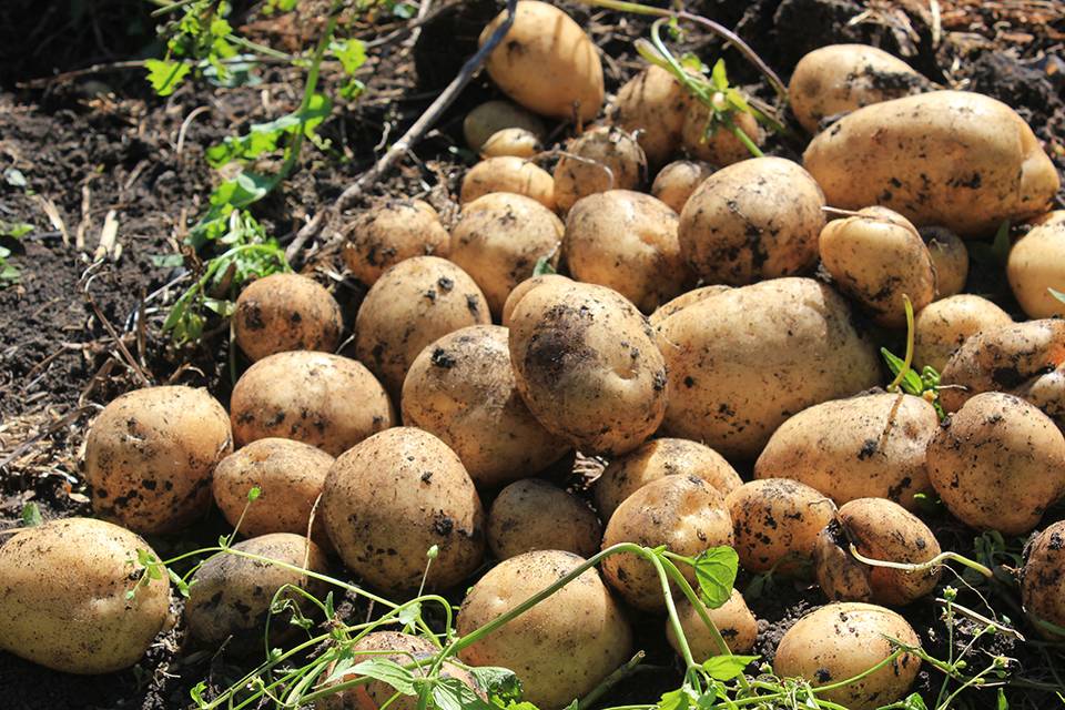 Сорта картофеля: описания сортов с фото, отзывы