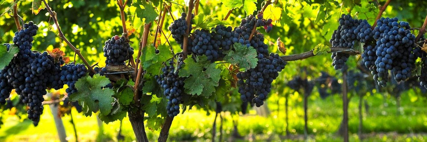 Карменер — виноград