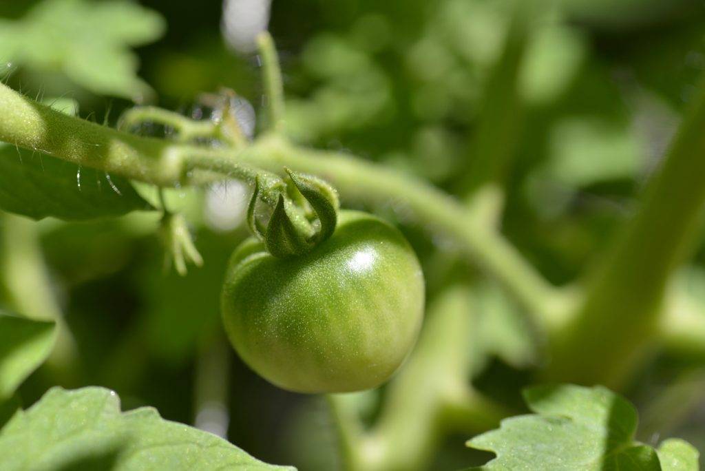 Семена томат малиновая империя f1: описание сорта, фото