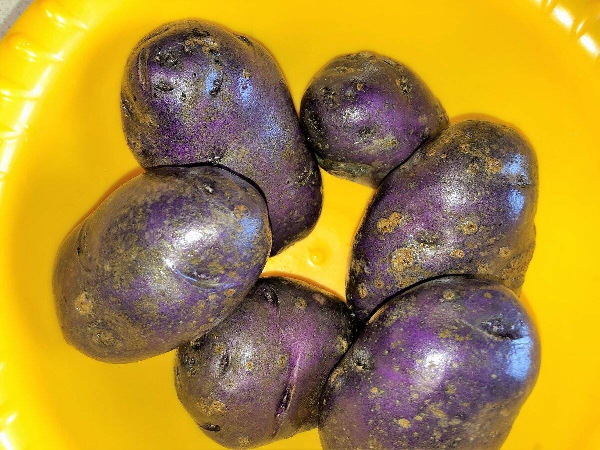 Фиолетовая картошка: сорта, полезные свойства, отзывы
