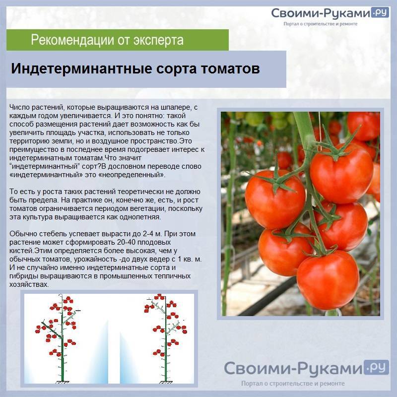 Томат лентяйка: описание перспективного сорта, фото урожая, отзывы о выращивании