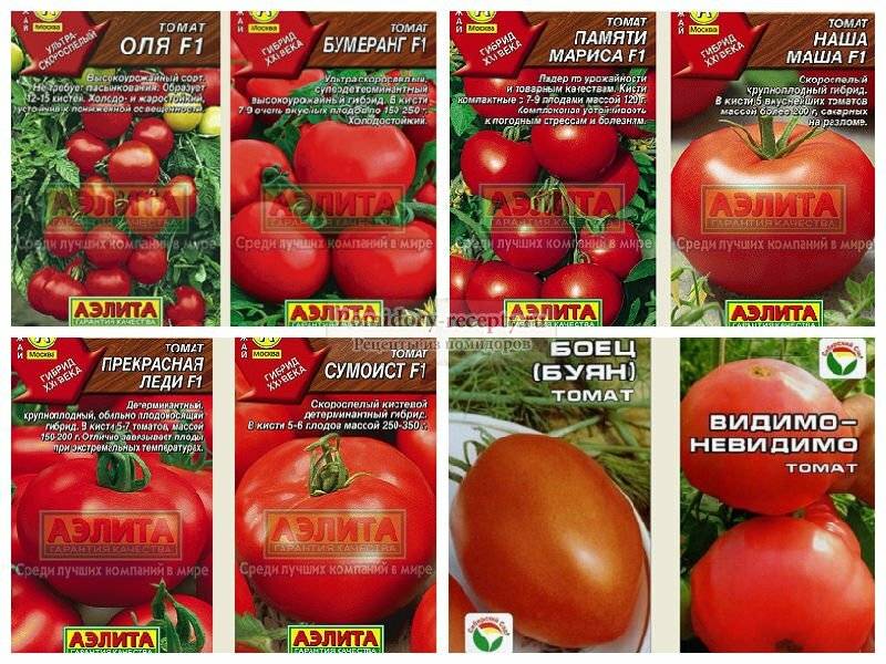 Лучшие сорта томатов для беларуси