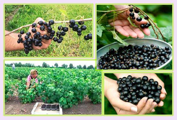 Крупноплодный сорт чёрной смородины ленинградский великан: описание и внешний вид сорта, фото