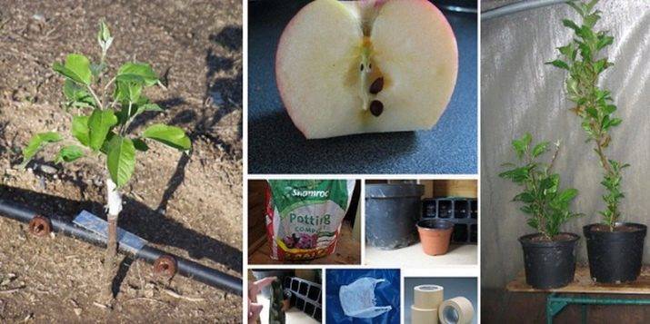 Как вырастить яблоню из семечки в саду