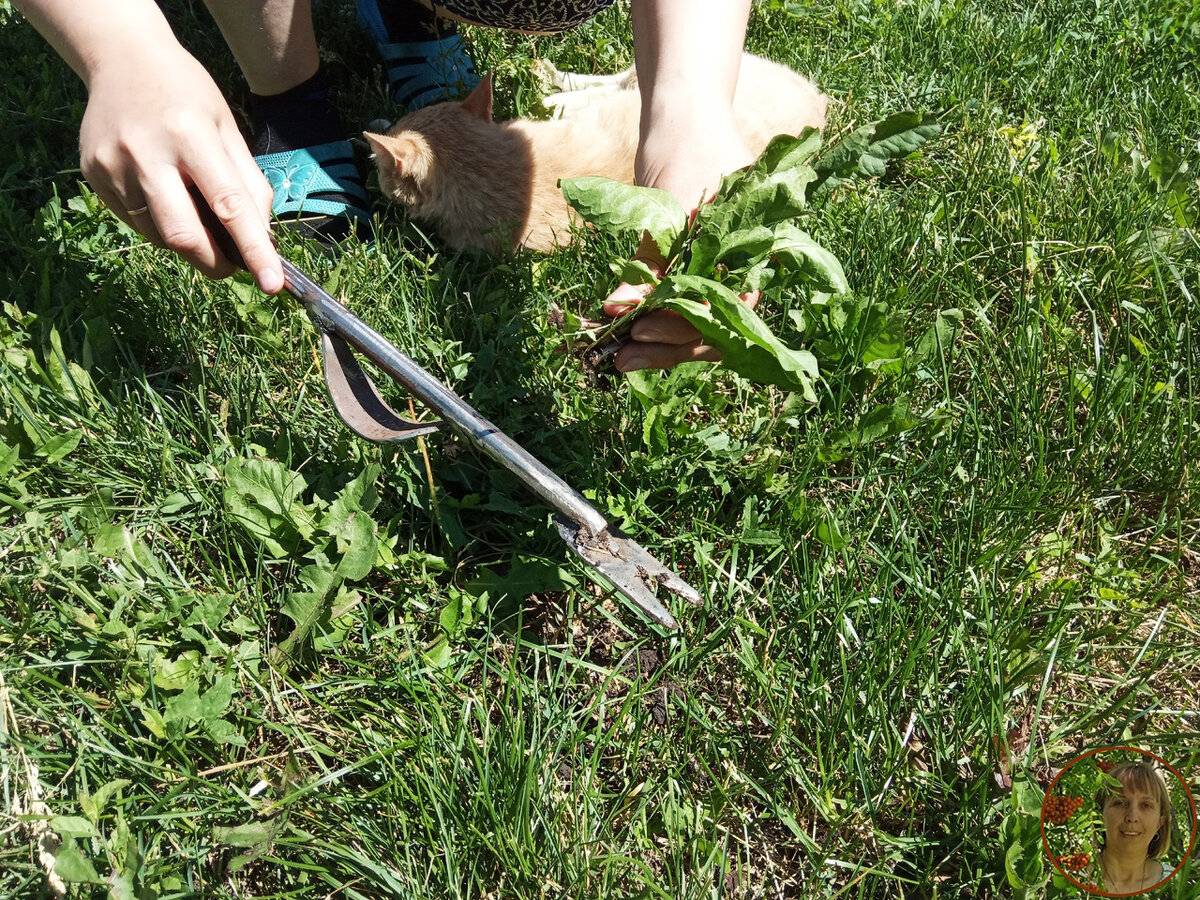 Как бороться с сорняками на огороде – лучшие методы и средства