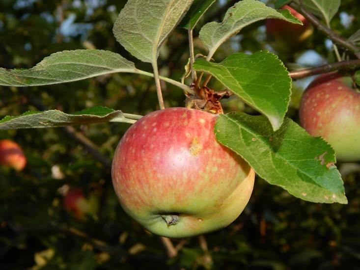Сорта яблонь для сибири: их фото с названием и описанием, а также посадка и уход