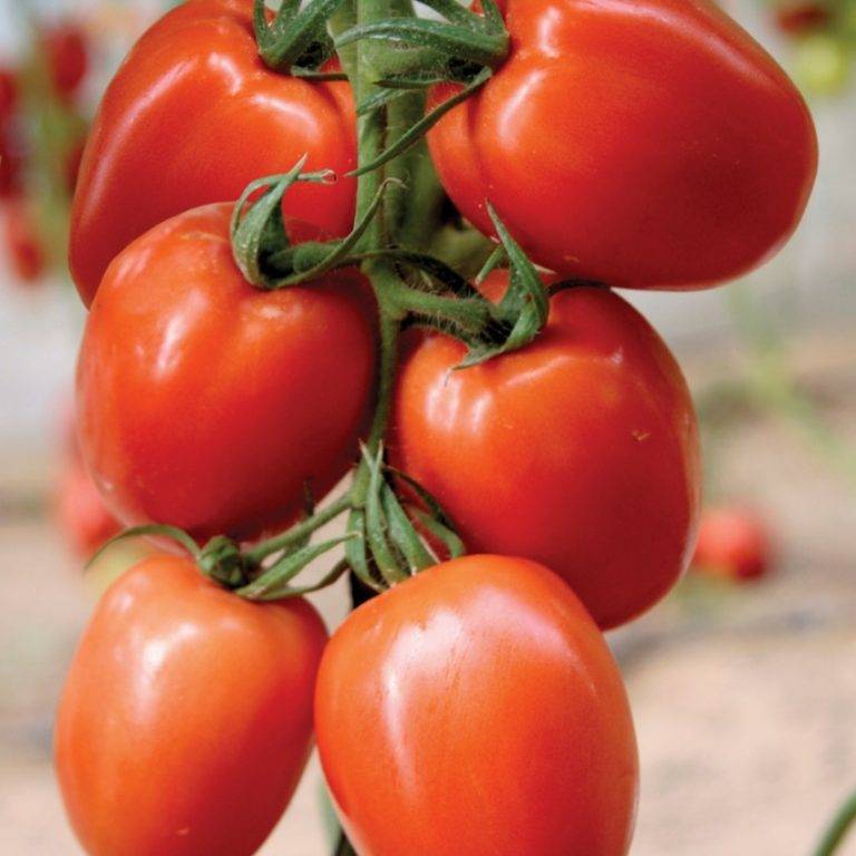 Агротехника выращивания рассады томатов в 2022 году и сроки |