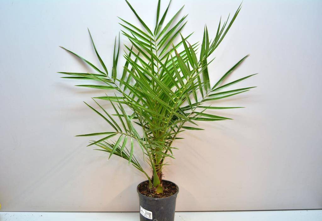 Финиковая пальма из косточки в домашних условиях: как вырастить и ухаживать?