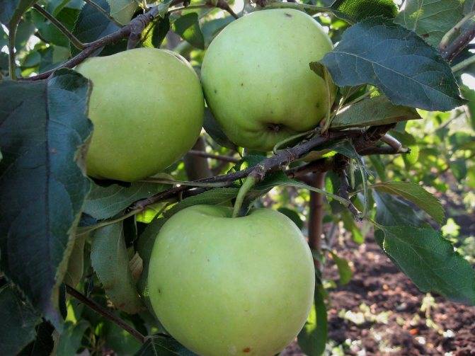 Яблоня боровинка: описание сорта, его достоинства и недостатки