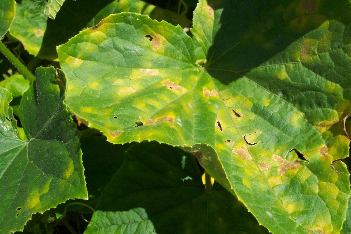 Почему появляются пятна на листьях огурцов? болезни огурцов :: syl.ru