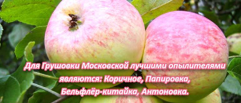 Яблоня "грушовка московская": описание сорта, посадка и уход фото, отзывы