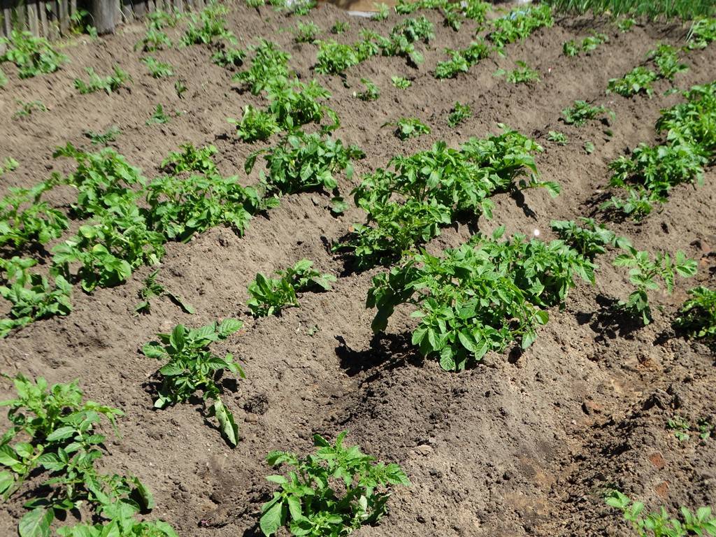 Посадка и выращивание картофеля по методу галины кизимы