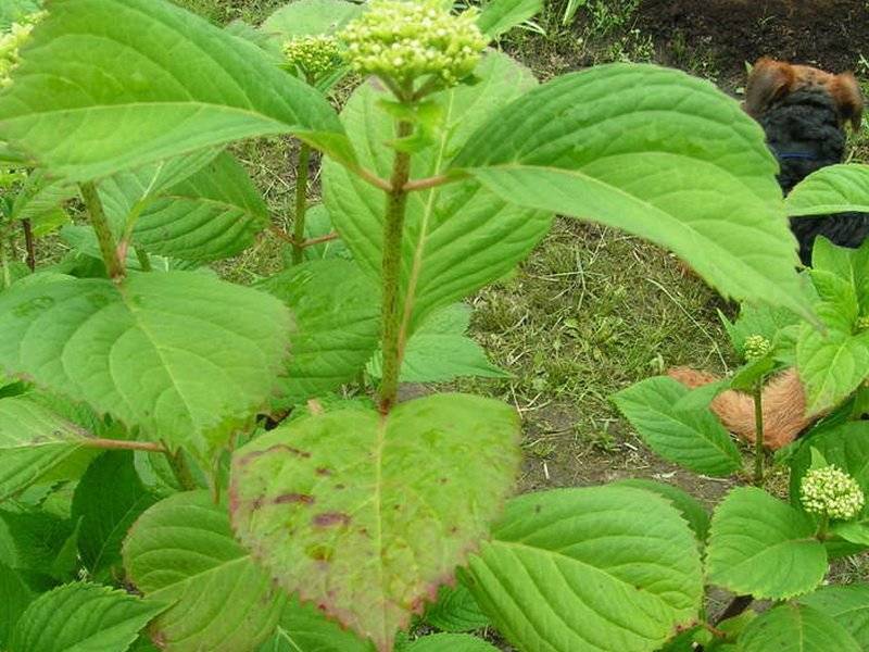 Лечение хлороза у гортензии в саду: как применять железный купорос