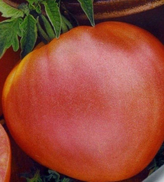 Характеристики и описание сорта томата пальчики оближешь, его урожайность