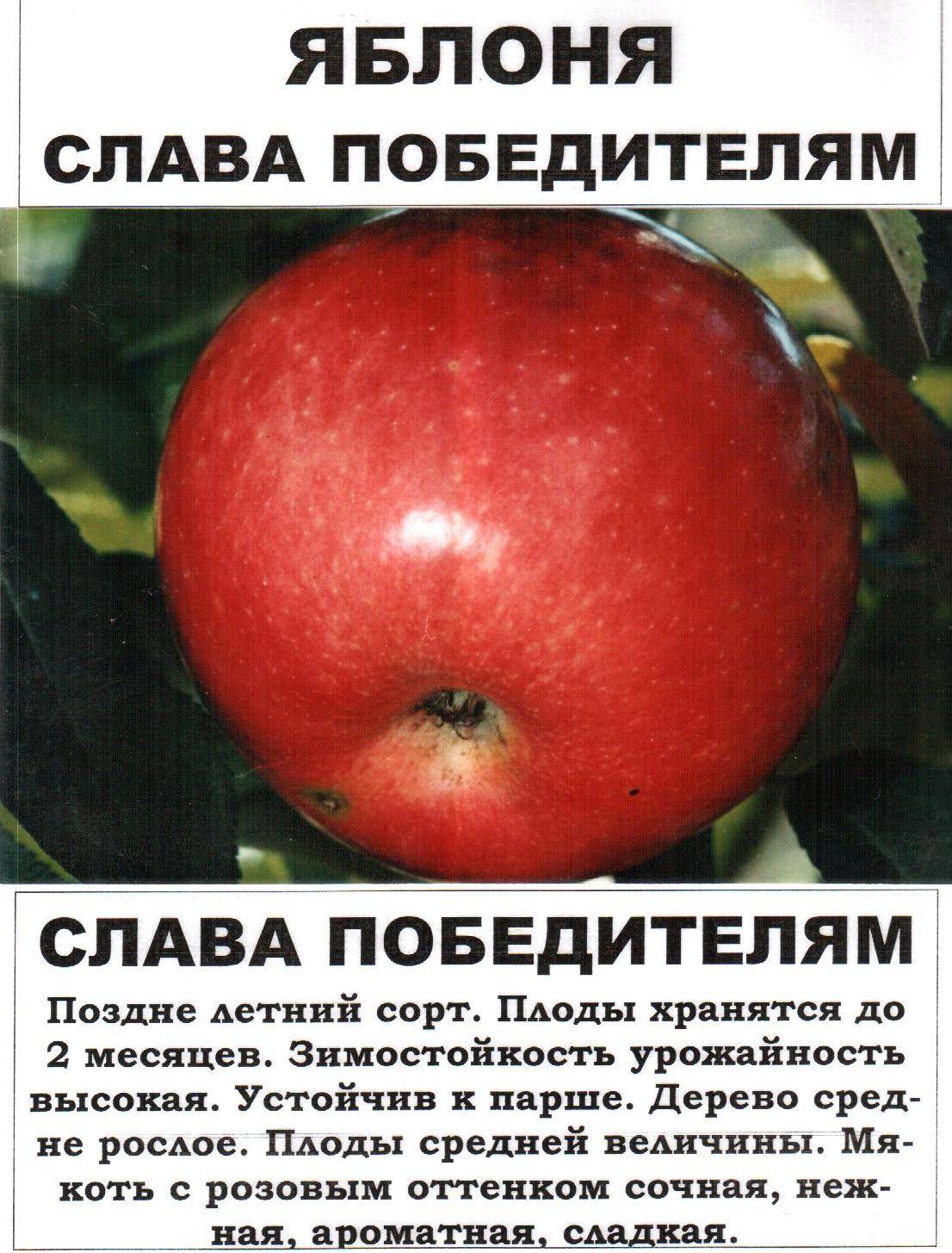 Память тихомирова яблоня описание фото