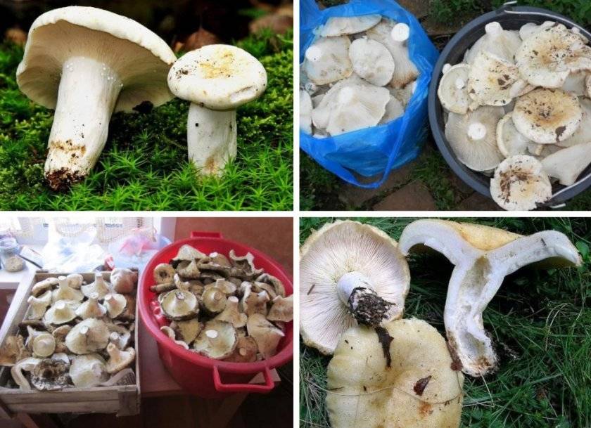 Грузди маринованные на зиму - рецепты приготовления грибов