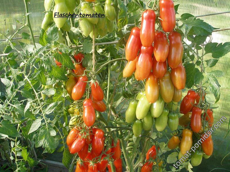 Сегодня у нас в обзоре суперурожайный сорт томата от немецких селекционеров