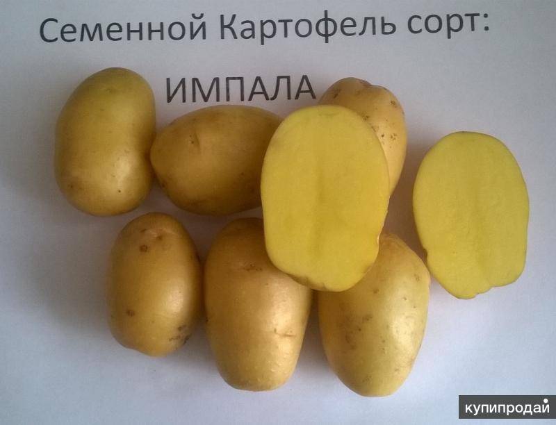 Картофель импала: описание элитного сорта картошки, фото кустов и плодов, отзывы дачников