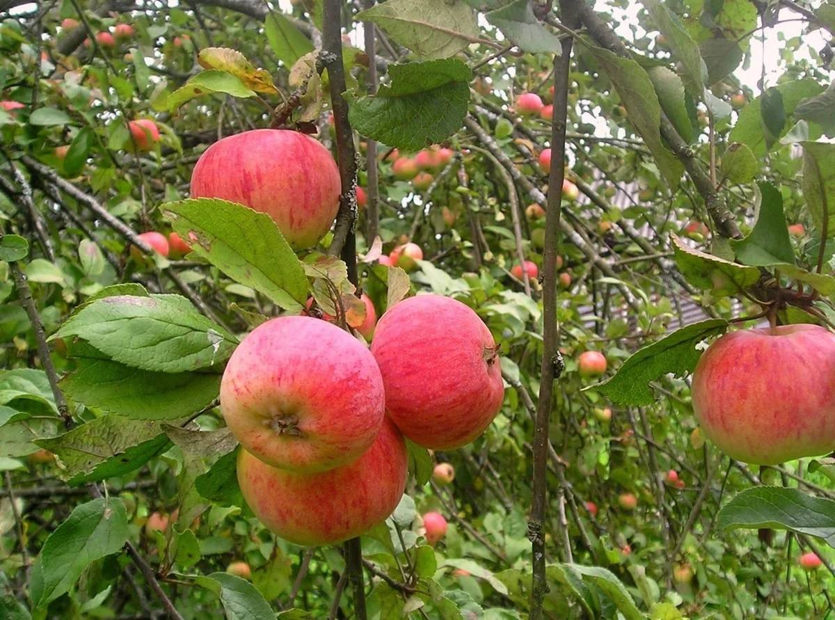 Яблочный спас описание сорта. Яблочный спас сорт яблони. Яблоня летняя яблочный спас. Яблоня (Malus) «Жизель». Саженцы яблоня Малиновка.