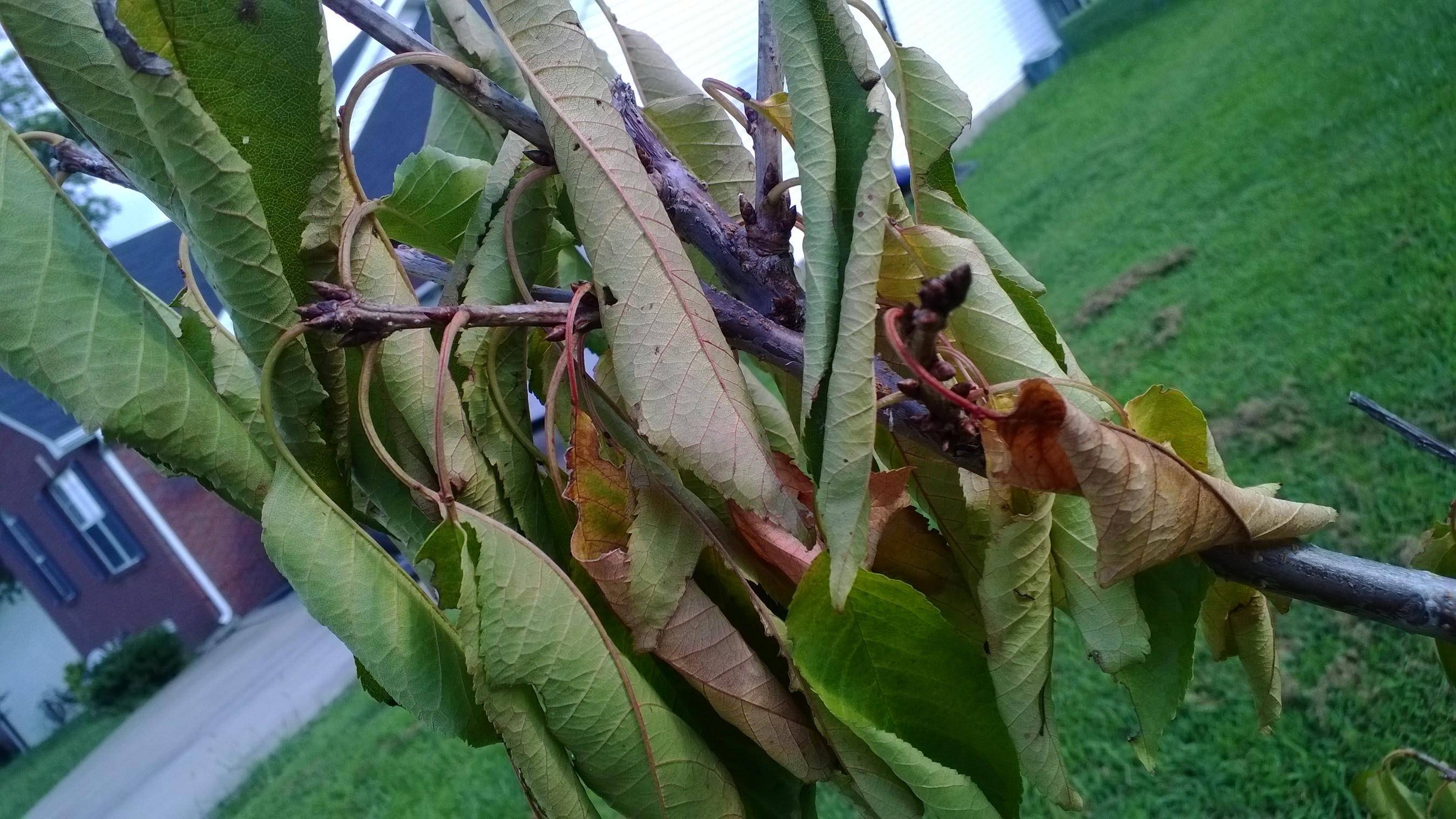 Засыхают листья на яблоне: почему, что делать для лечения болезни?