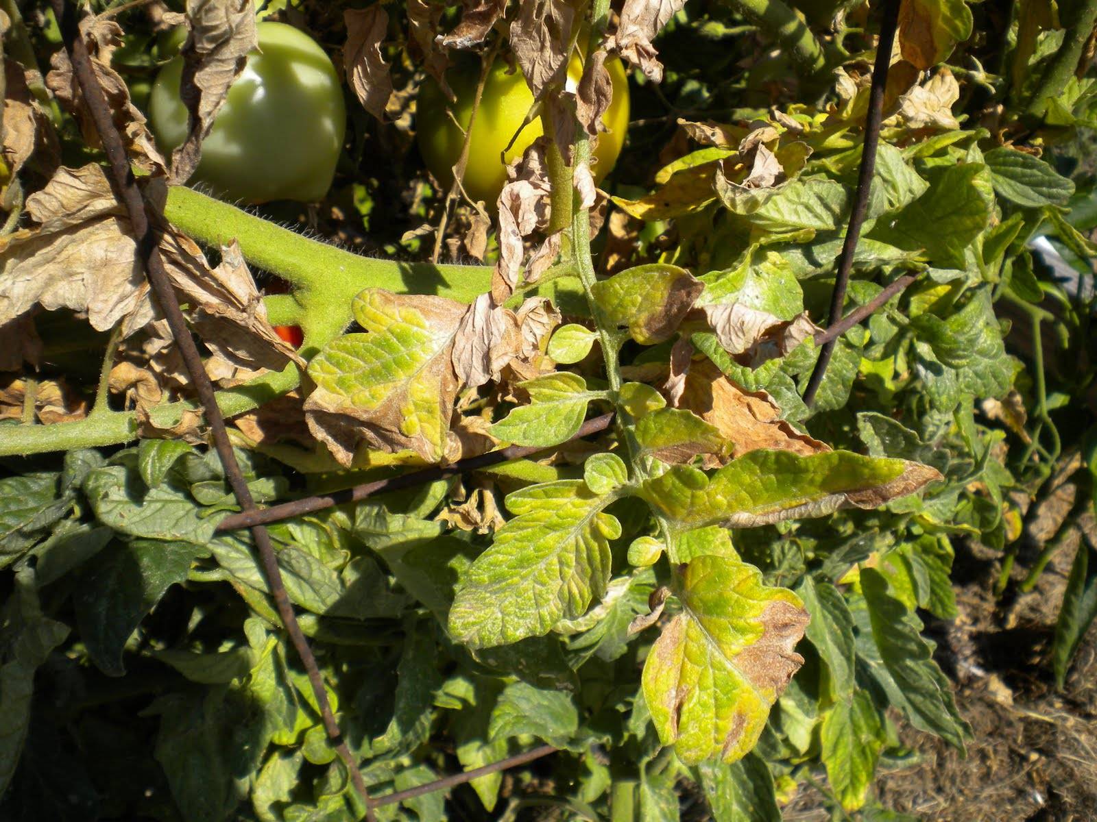 Лечение фузариозного увядания томатов: лучшие методы, народные средства
