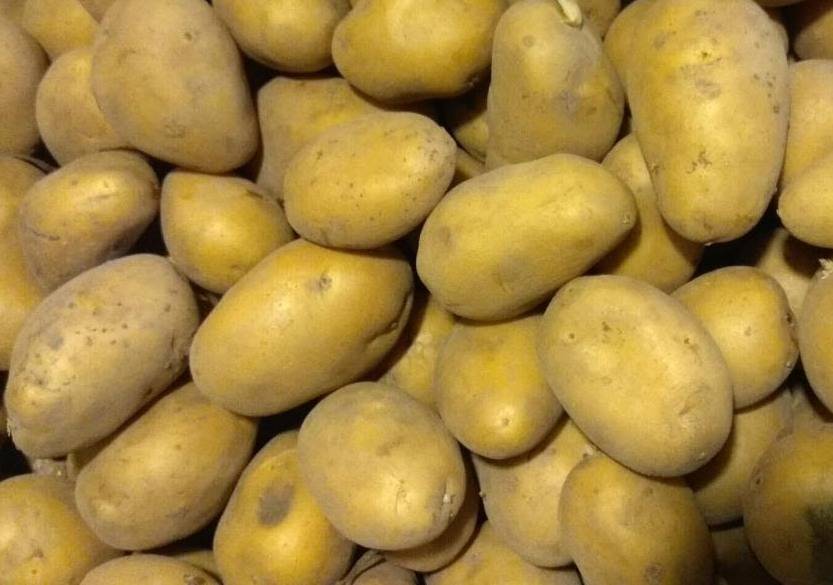 Характеристика картофеля скарб – описание сорта, урожайность, фото, отзывы