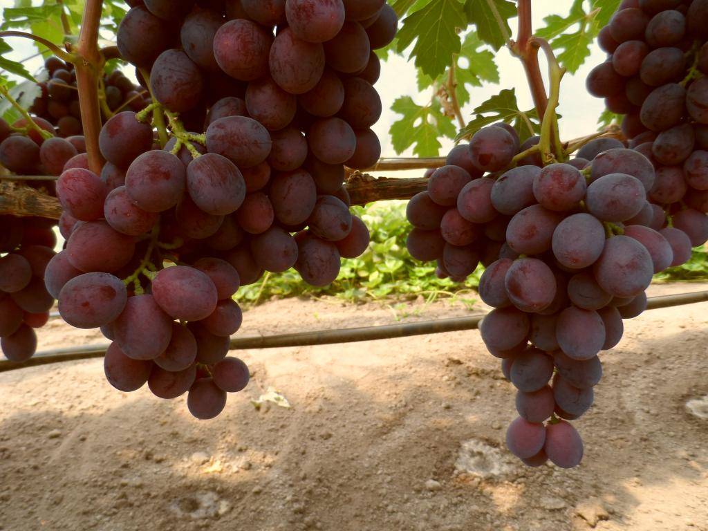 Ранний гибрид с мускатным ароматом и клубничным вкусом — виноград заря несветая, описание сорта фото