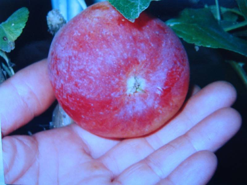 Описание и правила выращивания яблони сорта серебряное копытце